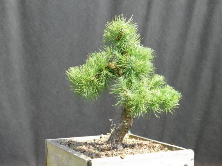   Modřín japonský - Larix kaempferi-Modrák 